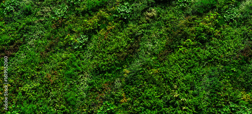 Konstfotografi Lush green wall background