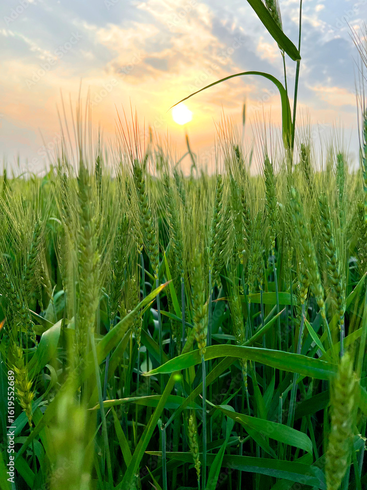Fototapeta premium green wheat field at sunset