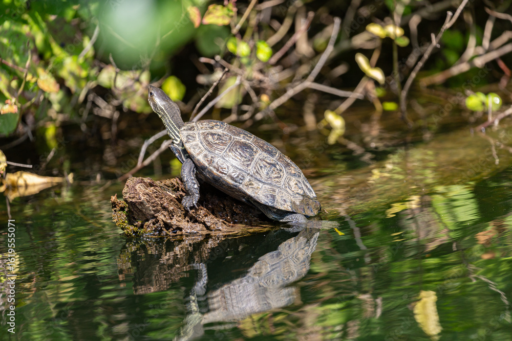 Fototapeta premium Turtle on fallen tree in Veleka river