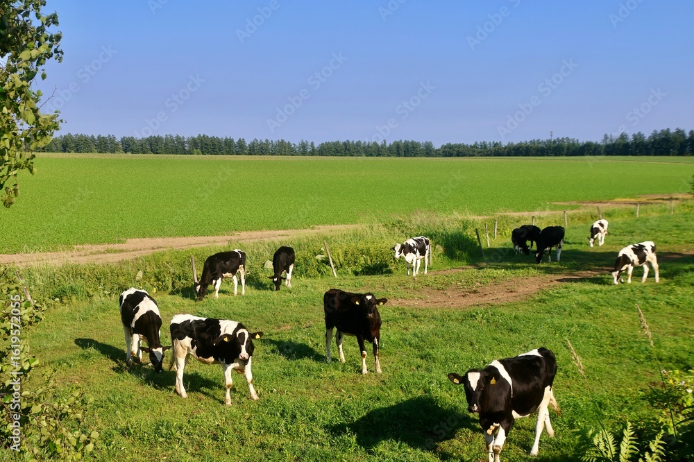 Fototapeta premium ナイタイ高原牧場（北海道・上士幌町）