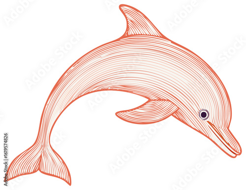 Detailed line art illustration of dolphin showing its unique pattern and anatomical features isolated in a simple design