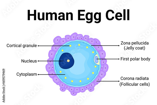 Human egg cell anatomy diagram for education 