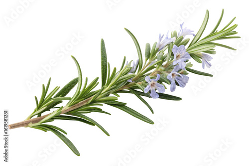 Fresh rosemary sprig with delicate white flowers isolated on transparent background