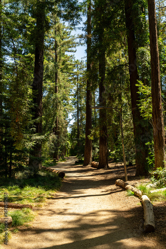 Walking trail and towering trees in Davis, California, USA taken on July 18, 2025