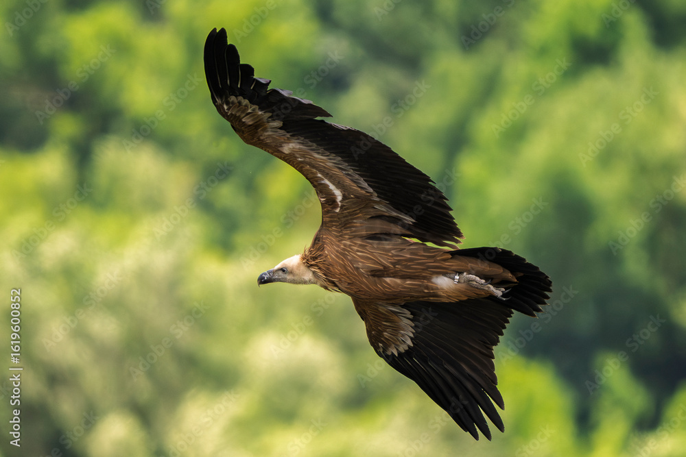 Obraz premium griffon vulture in flight in a French valley