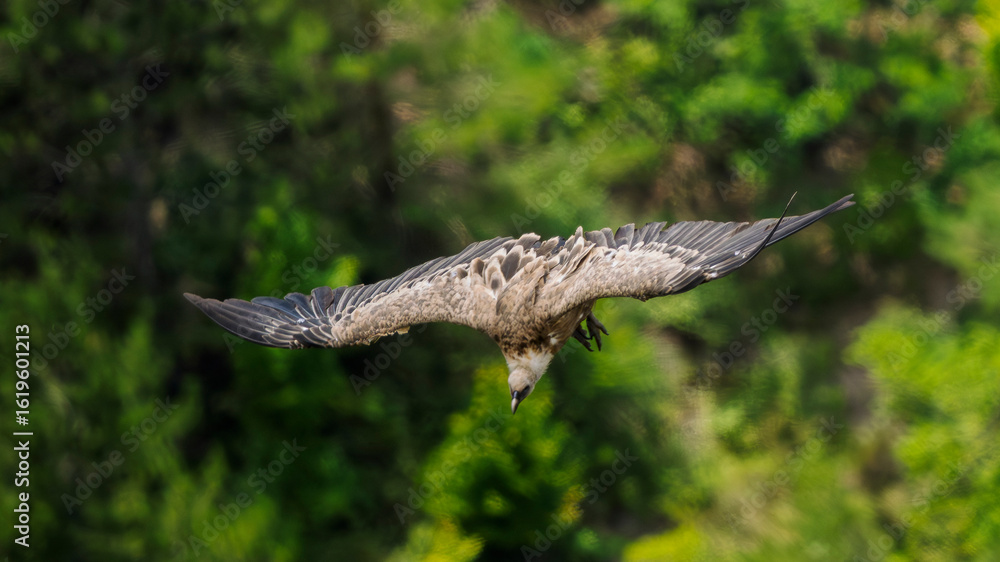 Fototapeta premium griffon vulture in flight in a French valley