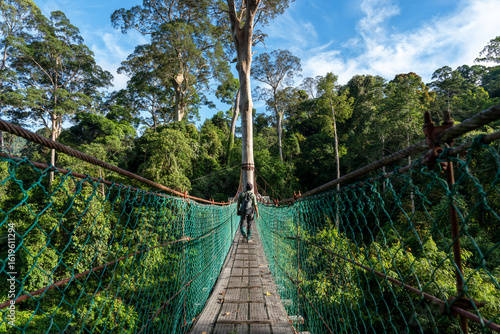 Rear view of an Asian man at suspension bridge in tree top canopy walkway in Danum rain forest Lahad Datu