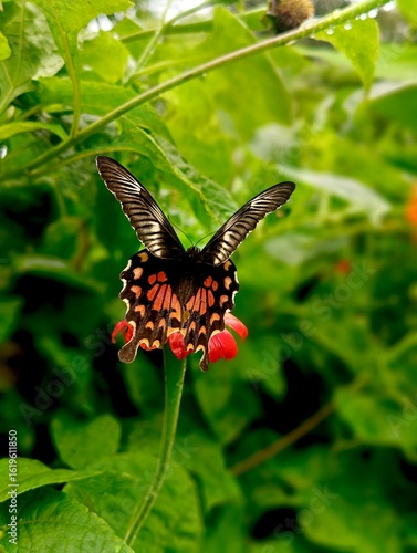 Photography Beautiful Common Mormon Butterfly on Red Flower in Lush Green Garden