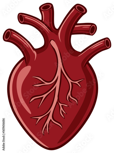 Anatomical Illustration of a Human Heart with Arteries