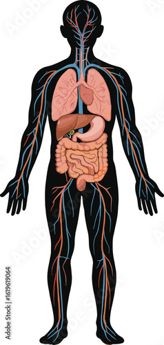 Cad drawing flat vector illustration, human anatomy silhouette, internal organs highlighted, digestive and circulatory system diagram, medical educational artwork design