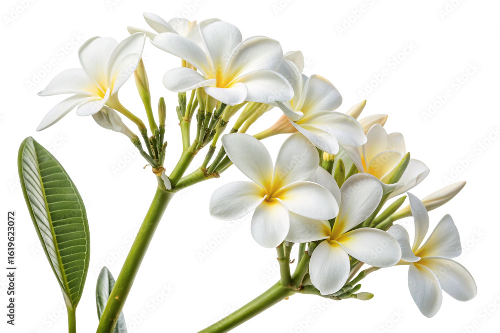 Fototapeta premium White plumeria flowers with green leaf isolated on transparent background