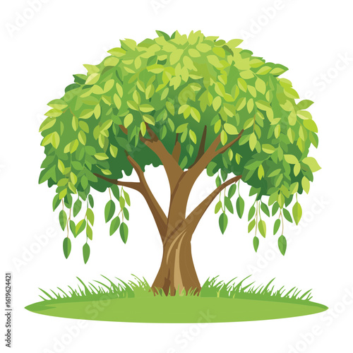 Green Weeping Willow Tree with Hanging Branches