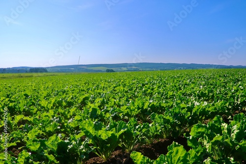 テンサイ畑・砂糖大根・北の大地（北海道・上士幌町）