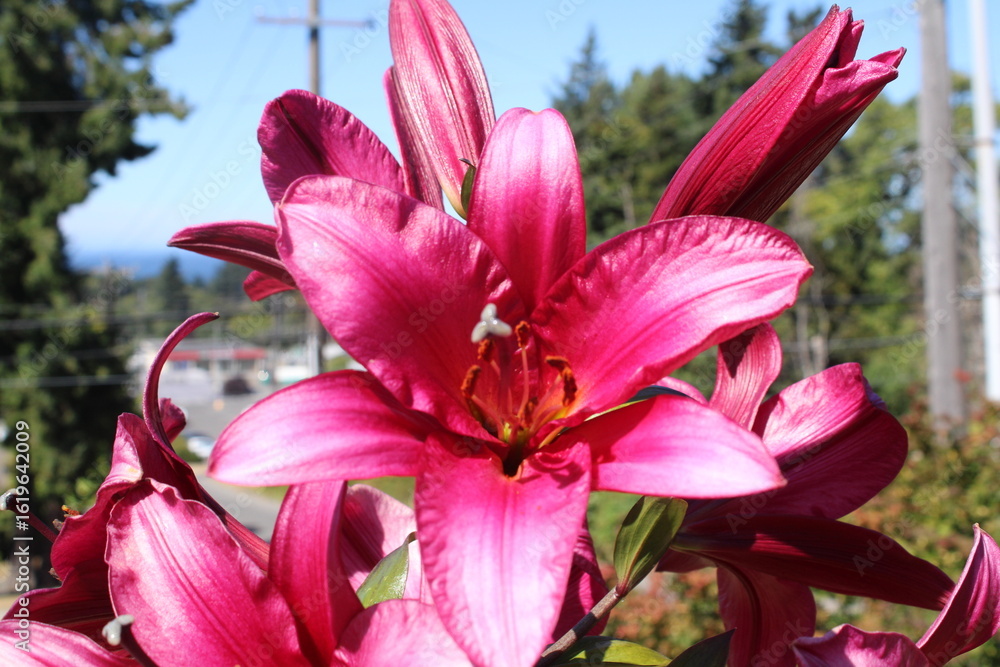 Fototapeta premium pink lily flower