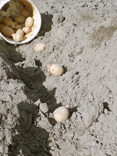 Planting potatoes with large sprouts in the soil.