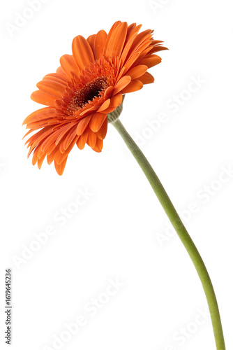Vibrant orange daisy flower with a long green stem stands isolated on a transparent background, available as a clean transparent PNG image.