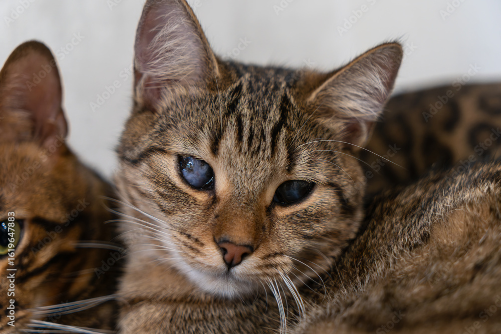 Bengal and Stray Cat Friendship: A Heartwarming Bond of Love, Resilience, and Companionship in a Cozy Home Setting. Bengal and Stray Cat Friendship: A Heartwarming Bond of Love, Resilience, and Companionship in a Cozy Home Setting.