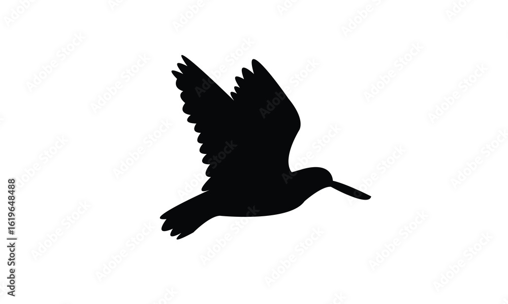 Obraz premium Flying American oystercatcher bird Silhouette Design And Vector Illustration. 