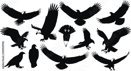 Flying eagle silhouettes collection, predatory birds in flight, hawk, falcon, eagle vector illustration, wildlife birds, hunting raptor design elements