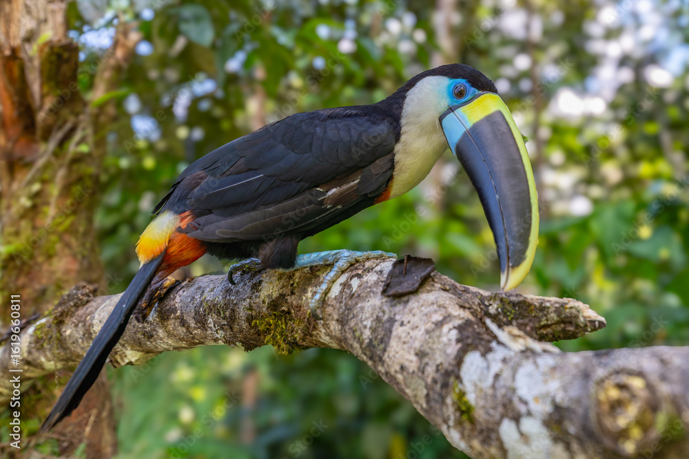 Fototapeta premium White-throated Toucan (Ramphastos tucanus) Perched on a Tree: A Near-passerine Bird in Ramphastidae Family