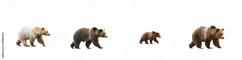 Fototapeta premium Bear Family: Grizzly Bears Walking Isolated on White