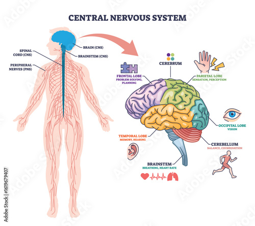 Central nervous system overview showing human outline, brain, and spinal cord with labeled brain regions. Outline diagram