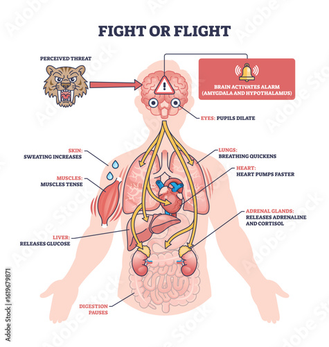 Fight or flight response shows how the body reacts to threats, key objects, brain, heart, tiger. Outline diagram