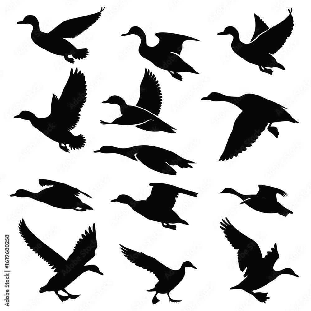 Obraz premium Collection of twelve black silhouette mallard ducks in various flying poses white background