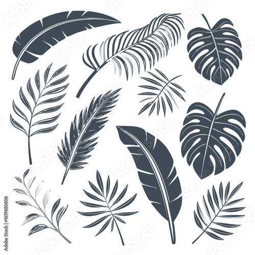 Collection of diverse dark grey tropical leaves on white background monstera leaf palm leaf