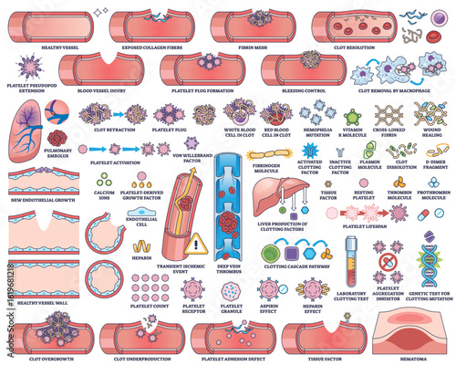 Blood clotting and hemostasis illustrated with blood vessels, platelets, and clotting factors in a clear outline style. Outline style collection