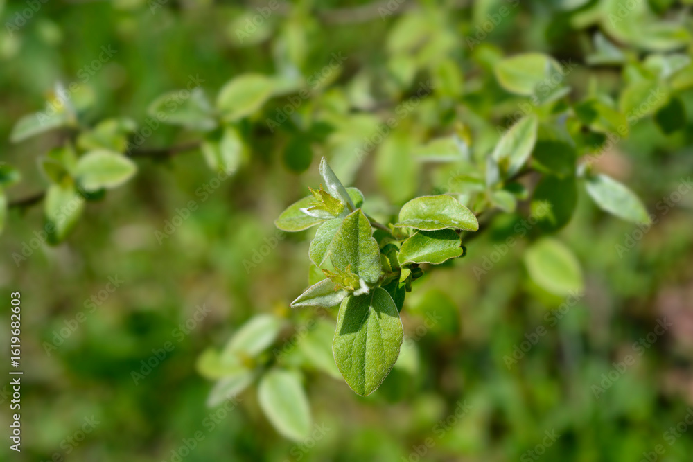 Quince branch with green leaves and flower buds - Latin name - Cydonia oblonga Quince branch with green leaves and flower buds - Latin name - Cydonia oblonga