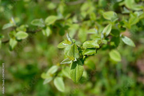 Wallpaper Mural Quince branch with green leaves and flower buds - Latin name - Cydonia oblonga Torontodigital.ca