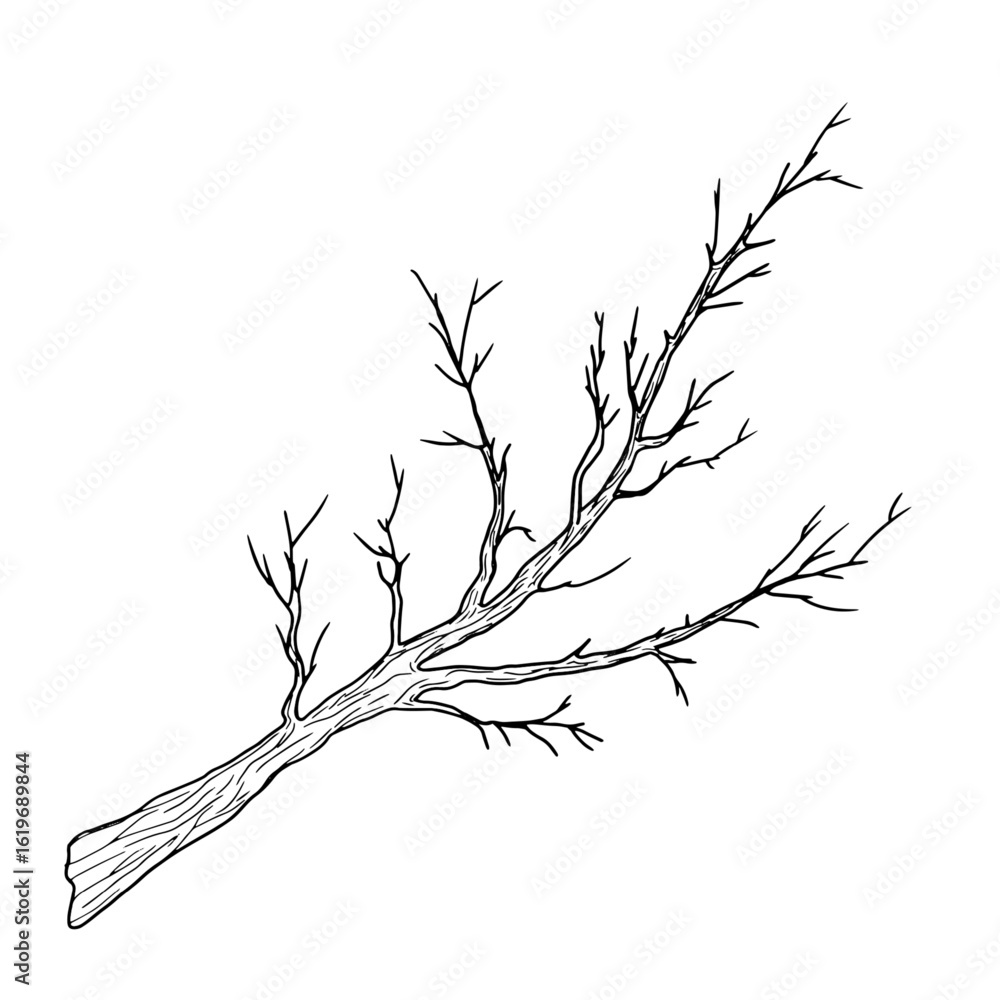 Fototapeta premium Tree branch with thin twigs silhouette black and white sketch. Vector illustration. Spring and winter tree, isolated on white background. For decoration for birthday, wedding, postcards and invitation