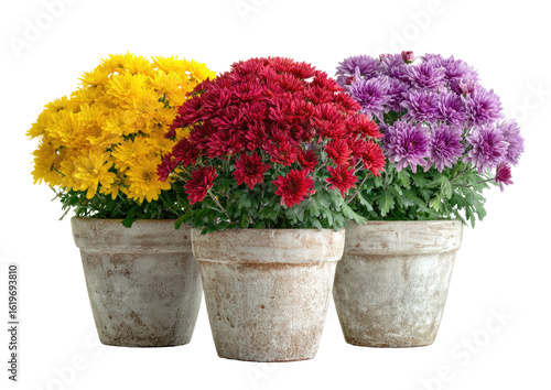 Three potted chrysanthemum plants in terracotta pots, showcasing vibrant autumn colors