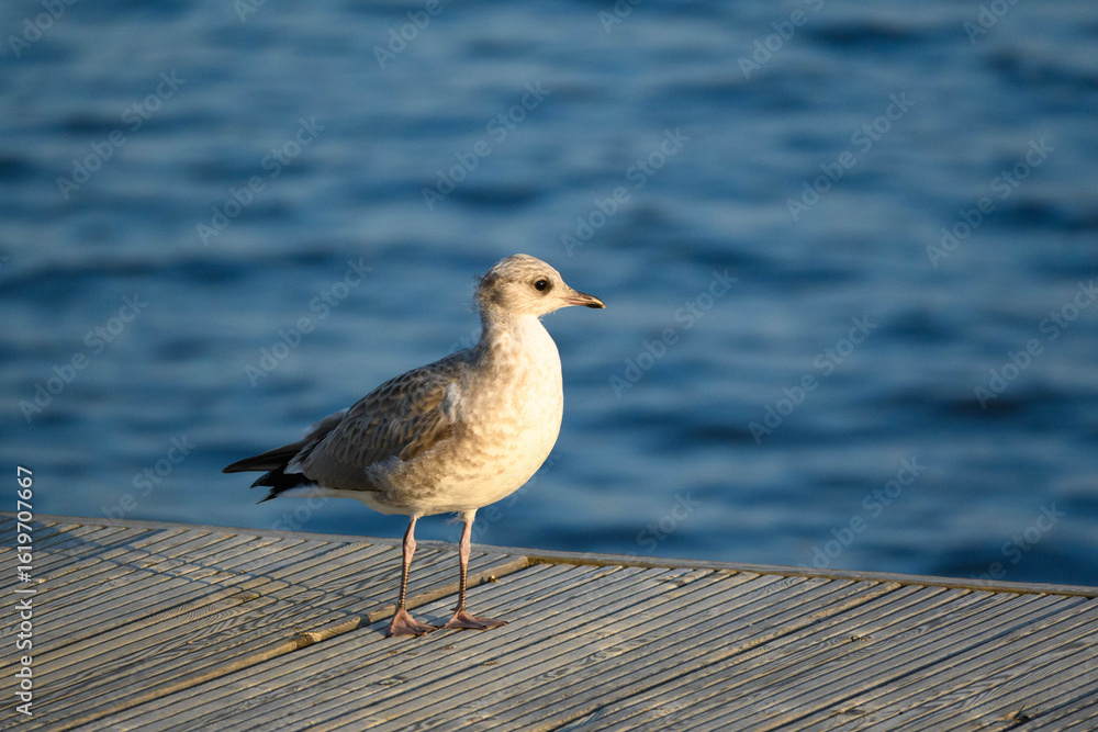 Naklejka premium Lone Seagull Standing on Wooden Pier by Lake