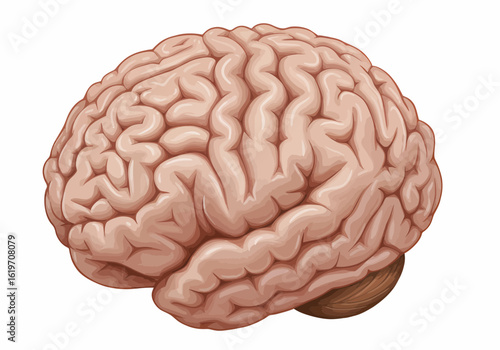 Anatomical brain illustration for medical education, science projects, and creative presentations
