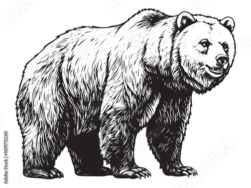 Standing bear illustration in vintage style for rugged outdoor branding beer labels and adventure tattoos