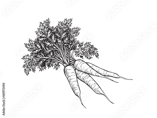 Vintage carrot illustration for farm-to-table packaging organic market prints or retro kitchen menus