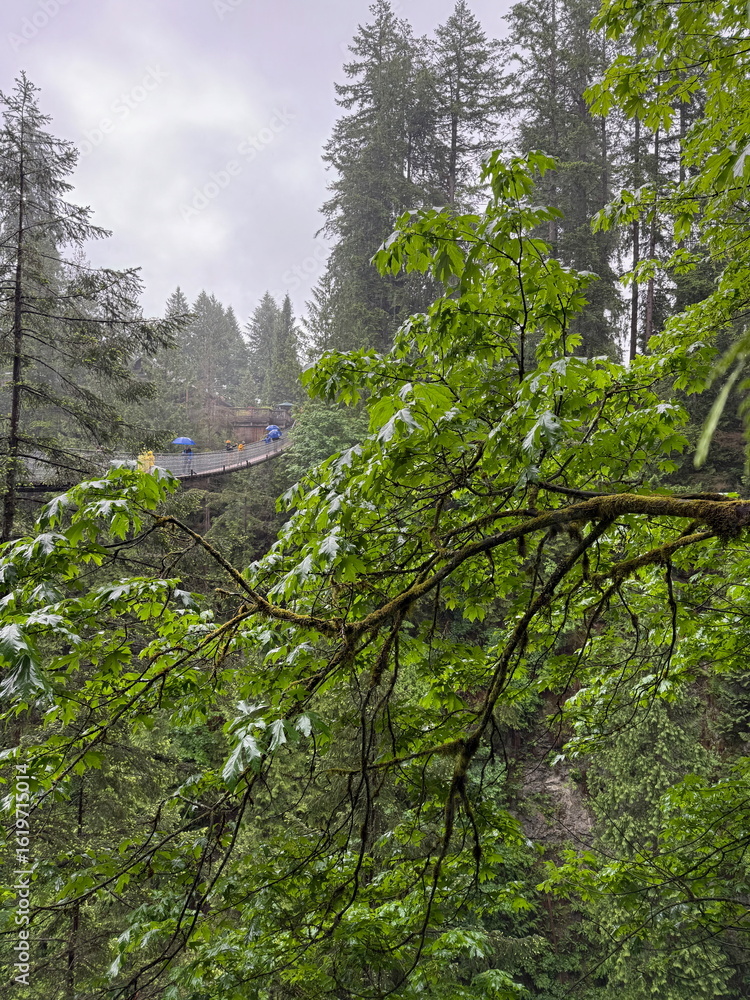 Obraz premium Wild nature in Capilano Park in Vancouver, Canada. Featuring towering trees, lush green foliage, and serene winter landscapes.