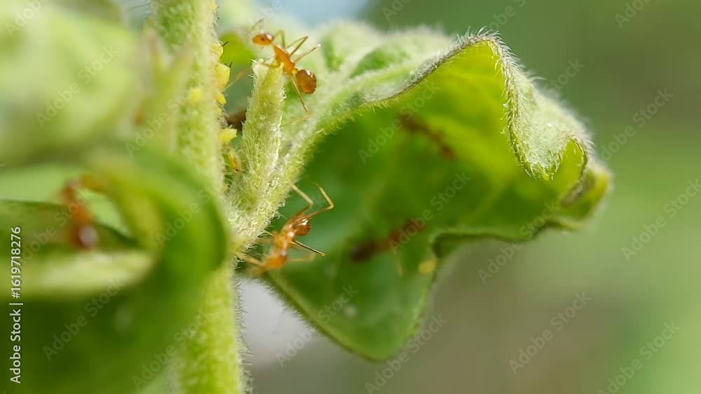 Macro a group of red ants on the leaves. Selective focus Macro a group of red ants on the leaves. Selective focus