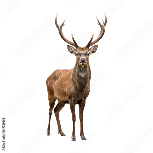 Majestic Sika deer stag, full body, reddish-brown coat, large multi-branched antlers, noble expression, standing calmly on a transparent isolated background, ultra-realistic studio photo, concept of