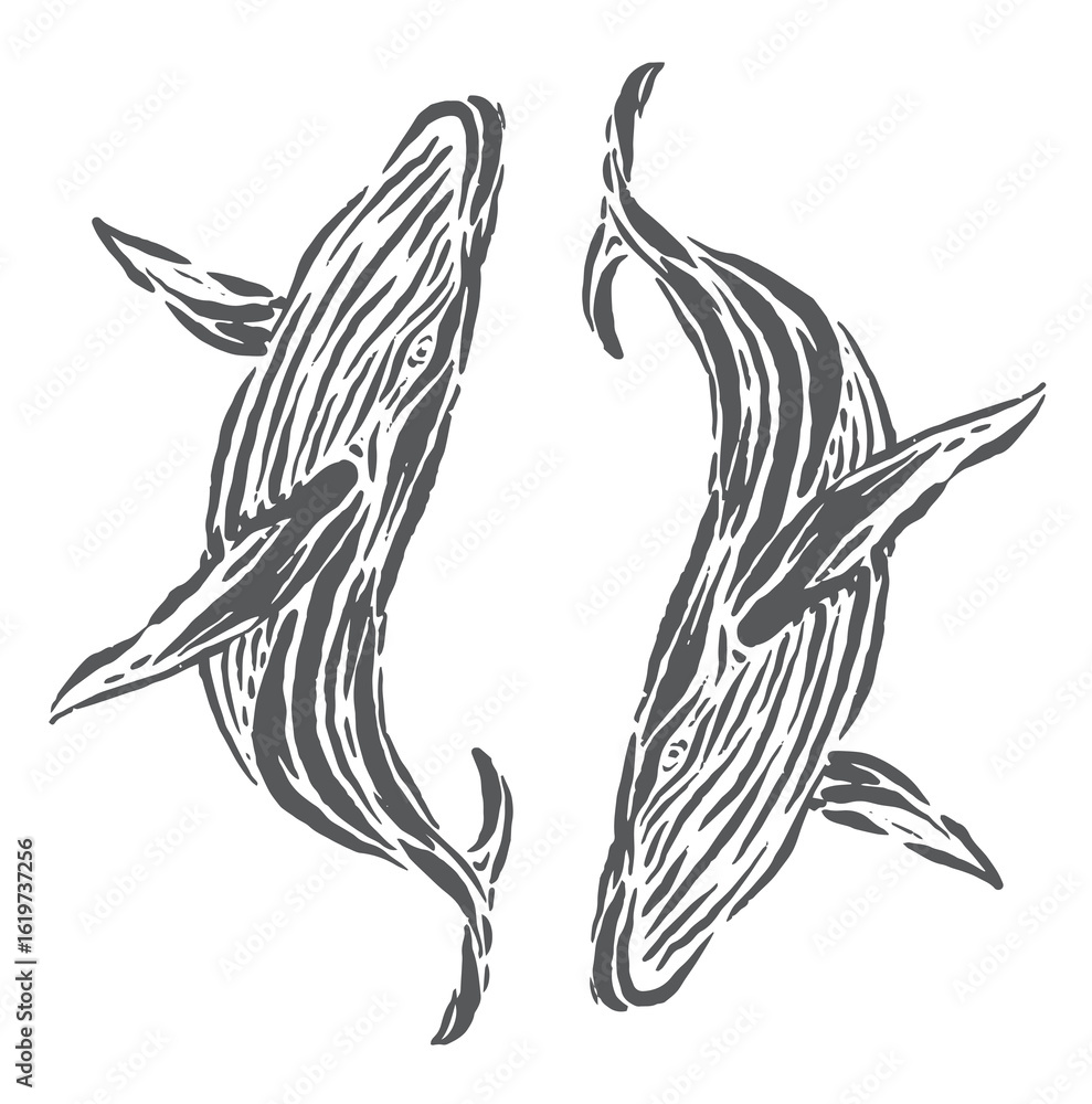 Fototapeta premium vector illustration of a whale with a unique pattern