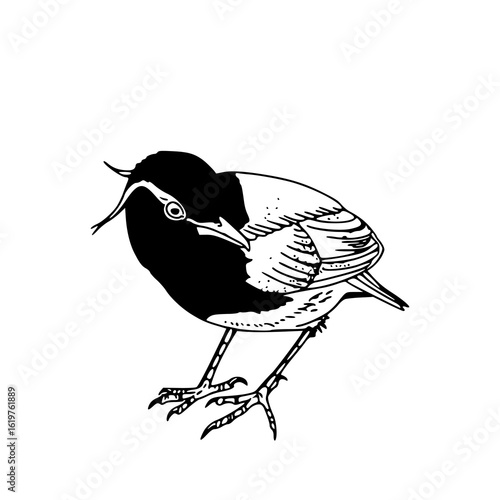 black-capped chickadee vector illustration