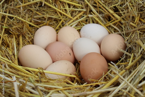 Fresh home-raised eggs lie on the straw in my barn