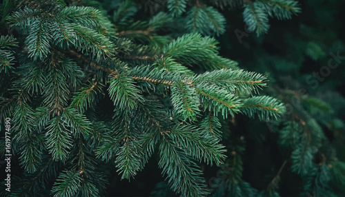 Close up of lush green pine tree branches with needles. Nice fir branches. Close up. Wonderful background for your text. Christmas decoration. Winter holidays mood of Christmas tree branches.