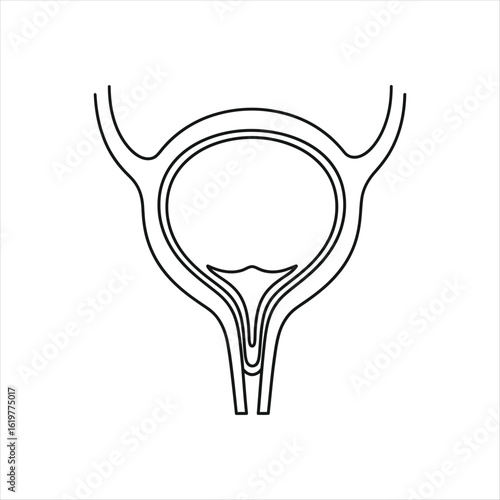 Human bladder and ureters line drawing human anatomy