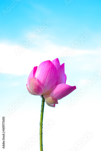 Beautiful lotus on blue sky background, Pink water lily flower