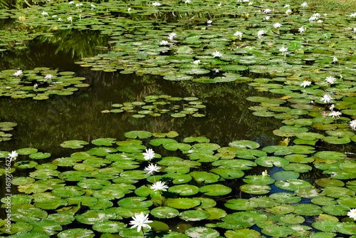 Close-up of a white water lily blooming beautifully in a calm pond surrounded by lush green lotus leaves under natural sunlight. Ideal for nature, botanical, and peaceful landscape themes.