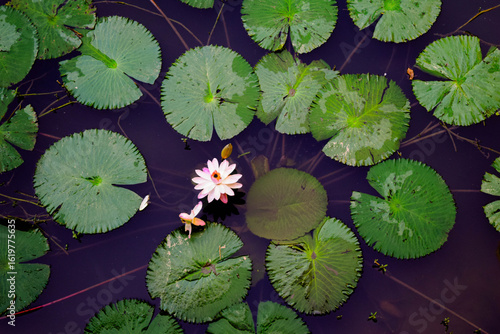 Close-up of a white water lily blooming beautifully in a calm pond surrounded by lush green lotus leaves under natural sunlight. Ideal for nature, botanical, and peaceful landscape themes.