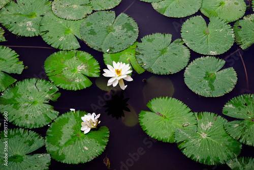 Close-up of a white water lily blooming beautifully in a calm pond surrounded by lush green lotus leaves under natural sunlight. Ideal for nature, botanical, and peaceful landscape themes.